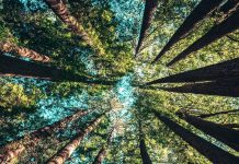 Up into the redwood trees